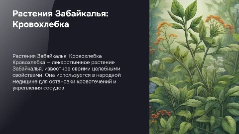 Растения забайкальского края Кровохлебка