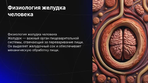 физиология желудка