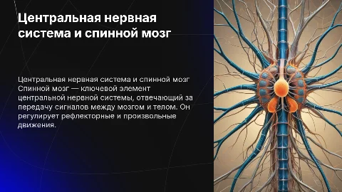 Функции спинного мозга и рефлексы центральной нервной системы