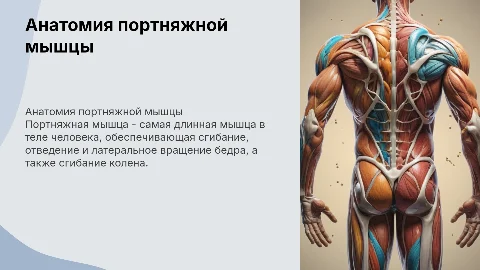 портняжная мышца