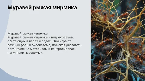 Муравей рыжая мирмика