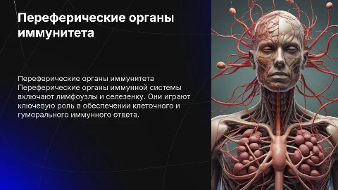 Переферические органы иммунной системы и иммунитет
