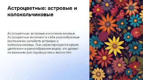 Характеристика астроцветных: астровые и колокольчиковые
