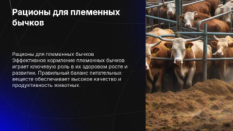 Рационы кормления при выращивании племенных бычков