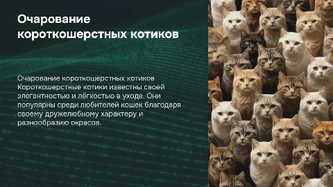 короткошерстные котики