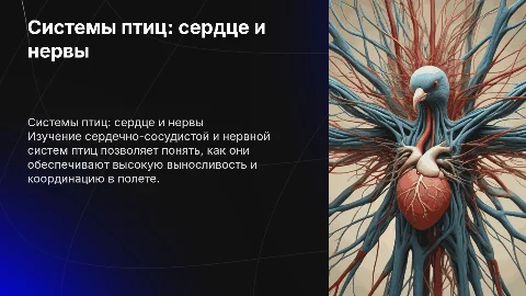 Сердечно сосудистая и нервная система птиц самое основное