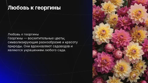 Люблю георгины