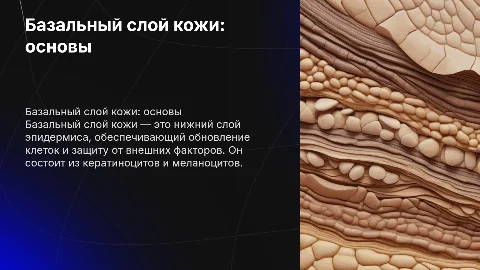 базальный слой кожи
