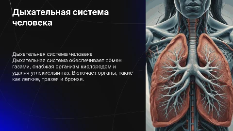 дыхательная система человека