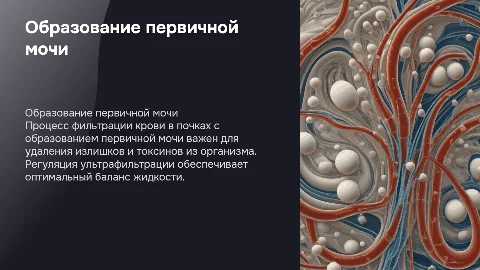 Образование первичной мочи. Регуляция ультрафильтрации