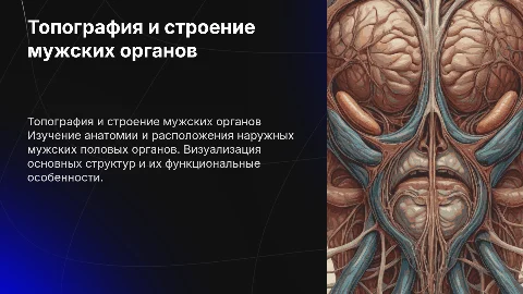 наружные мужские половые органы топография строение