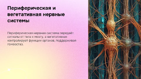 Периферическая и вегетативная нервная система