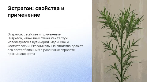 Характеристика эстрагона и его применение в промышленности