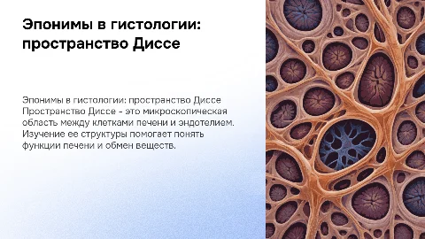 Эпонимы в гистологии: пространство Диссе