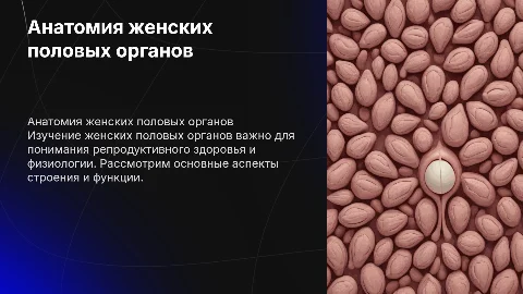 женские половые органы