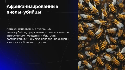 Африканизированные пчелы-убийцы: особенности, опасности и отличия