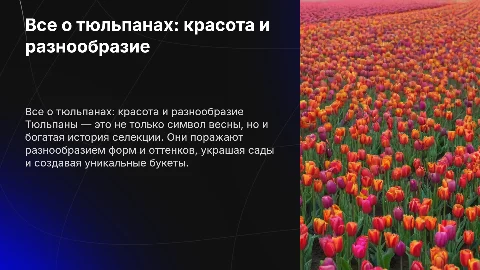 все о тюльпанах