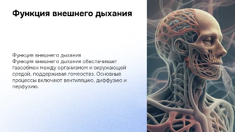 Функция внешнего дыхания