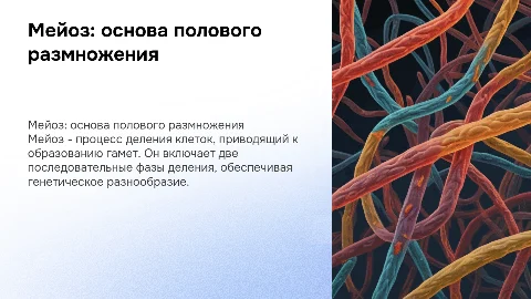 Мейоз: редукционное деление клетки и его стадии