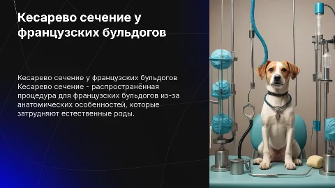 кесарево сечение французских бульдогов