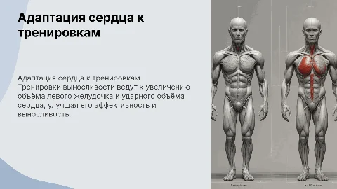 Адаптация сердца к тренировке выносливости: увеличение объёма