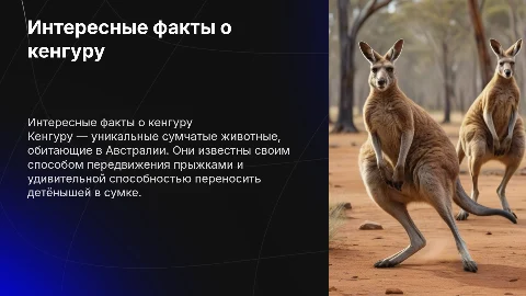 Кенгуру