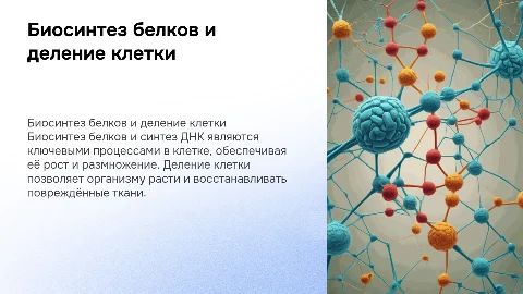 Биосинтез белков и деление клетки: ключевые процессы