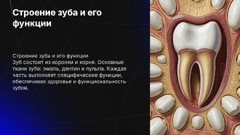 строение зуба