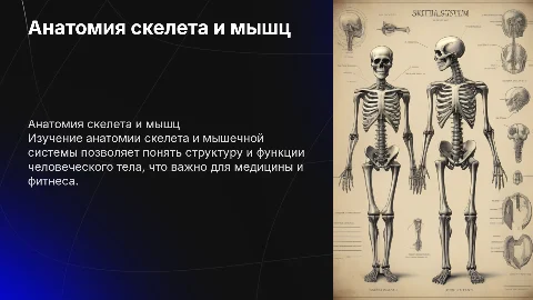 Анатомия скелета и мышечной системы