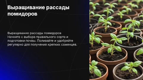 расада помидоров