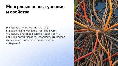 Мангровые почвы: условия, свойства и использование