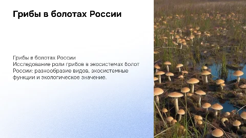 Грибы в болотистых экосистемах России