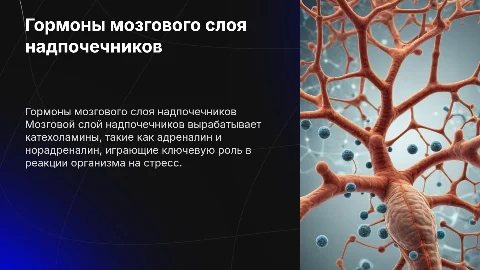 Гормоны мозгового слоя надпочечников и катехоламины