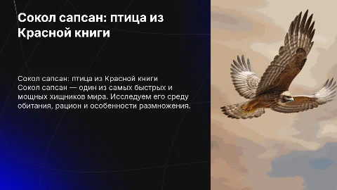 Сокол сапсан: информация из Красной книги и его охрана