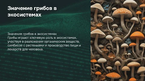 Значение грибов в жизни человека и природе
