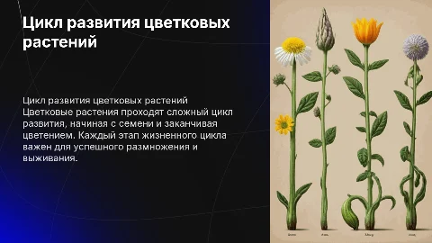 цикл развития цветковых растений