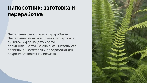 папоротник заготовка и переработка