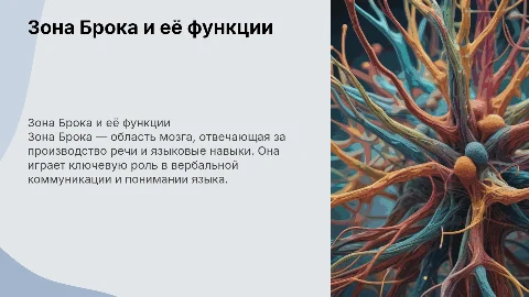 Зона Брока