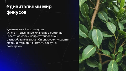 фикус
