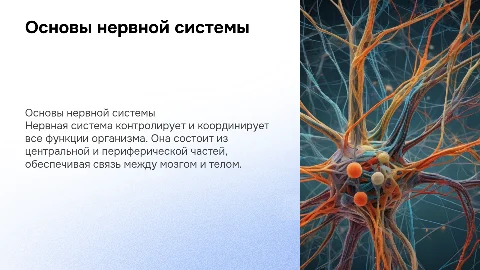 нервная система