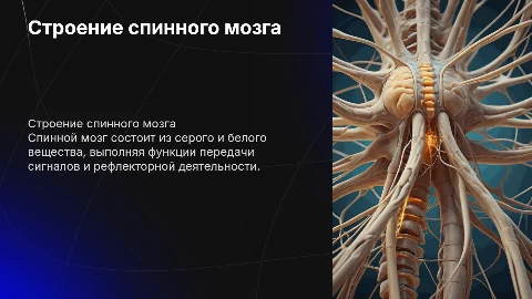 внешнее и внутреннее строение спинного мозга