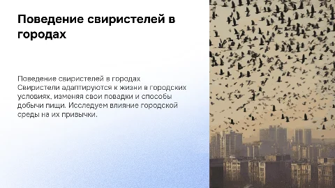 поведение свиристелей в городских биотопах