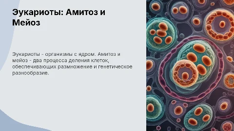 Эукариоты: амитоз и мейоз