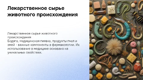 Лекарственное сырье животного происхождения: бодяга и пиявка