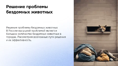Решение проблемы бездомных животных в городах России