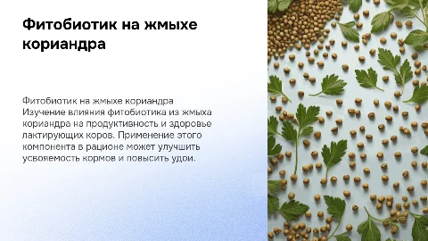Фитобиотик на основе жмыха кориандра для лактирующих коров