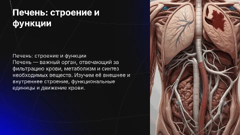 Печень: строение, функции и движение крови