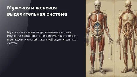 Мужская и женская выделительная система