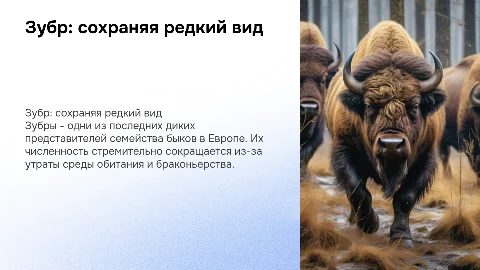 Зубр - редкое, вымирающее животное
