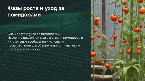 Помидоры: разные фазы вегетации и их требования